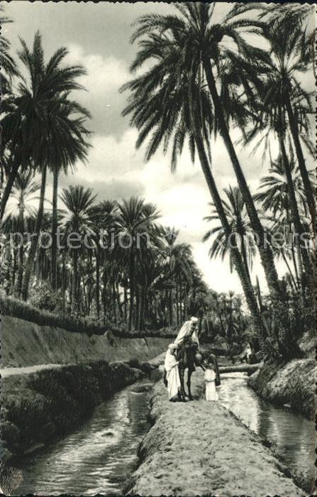Aegypten Oasis Scene Kamel Palmen