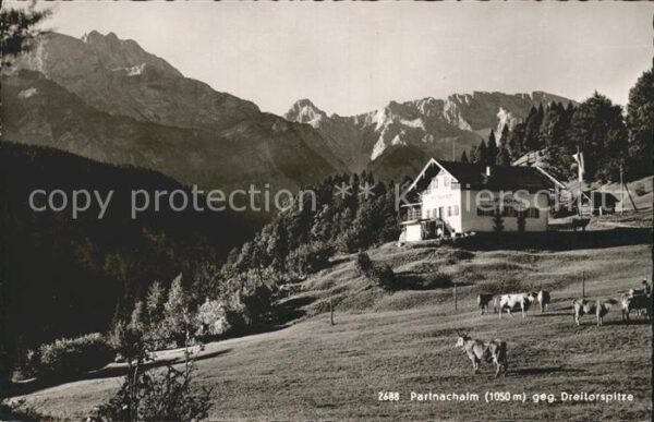 Partnachalm gegen Dreitorspitze Viehweide Kühe