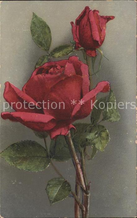 Rosen