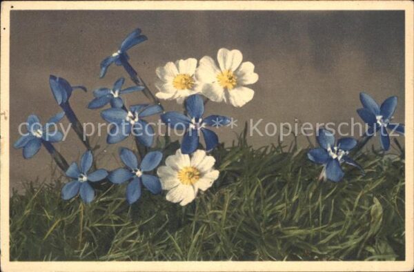 Blumen Bayrischer Enzian