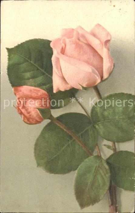 Rosen