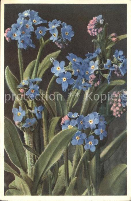 Blumen Alpen-Vergissmeinnicht Myosotis alpestr