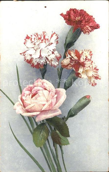 Rosen Nelken