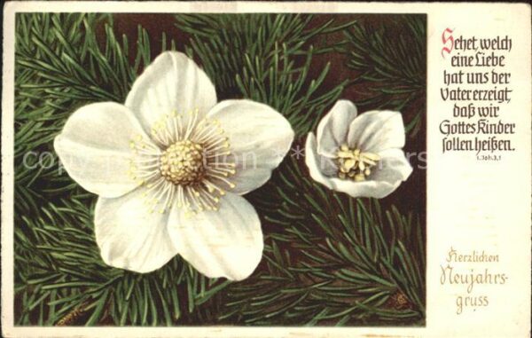 Neujahr Christrosen
