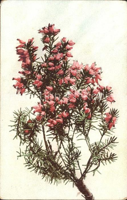 Blumen