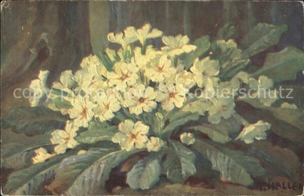 Haller Anna Schlüsselblumen