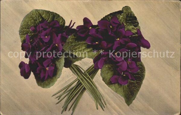 Blumen Veilchen