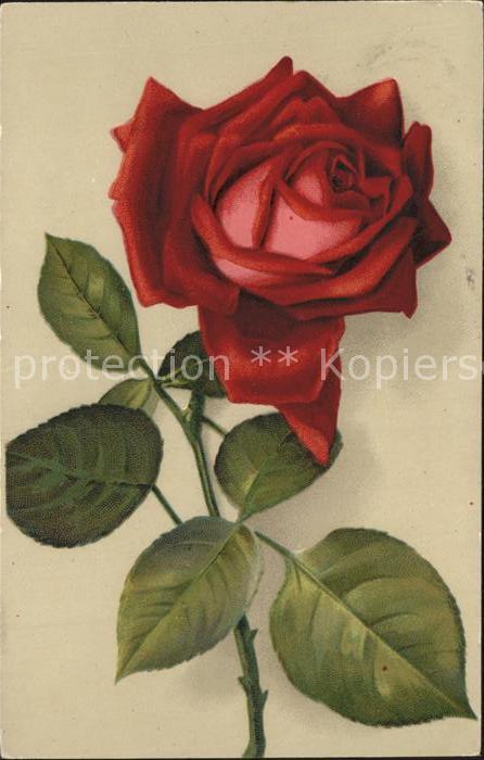 Rosen Litho
