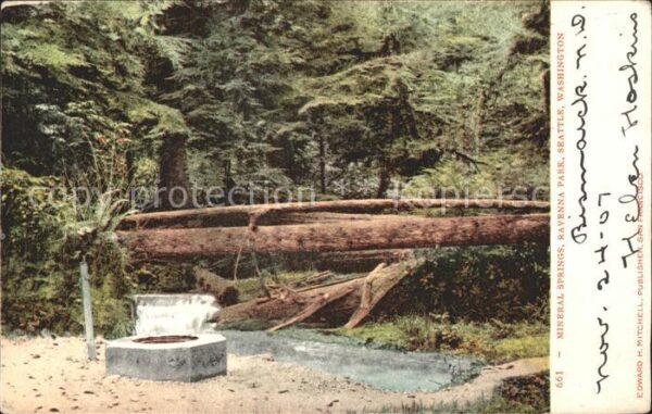 Baeume Trees Mineral Springs Ravenna Park Seattle Wa