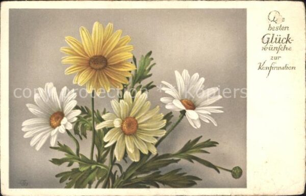 Konfirmation Margeriten