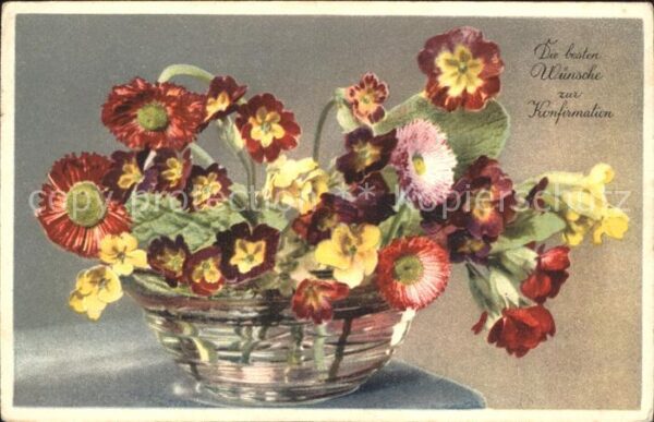 Konfirmation Massliebchen Primeln Schlüsselblumen