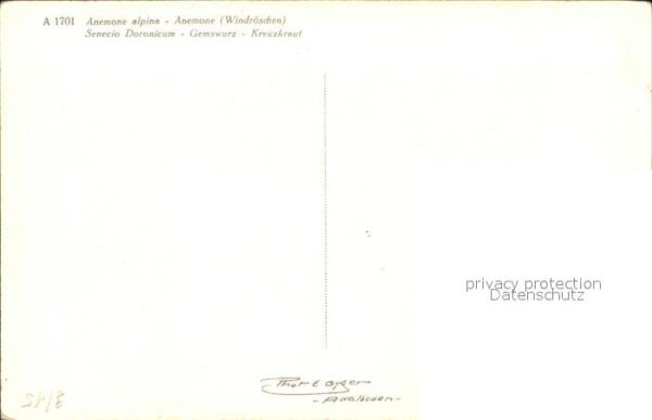 Blumen Windröschen Gemswurz Kreuzkraut – Bild 2