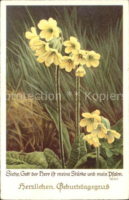 Geburtstag Schlüsselblumen
