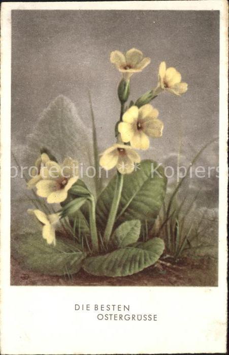 Ostern Easter Paques Schlüsselblumen