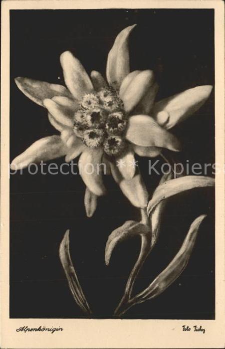 Edelweiss Alpenkönigin
