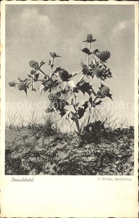 Blumen Stranddistel