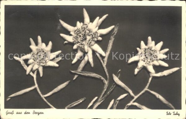 Edelweiss