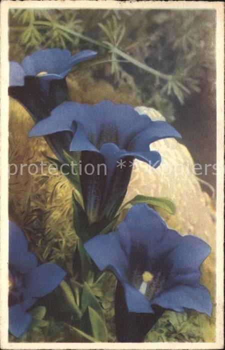 Blumen Enzian Gentiana Kochiana