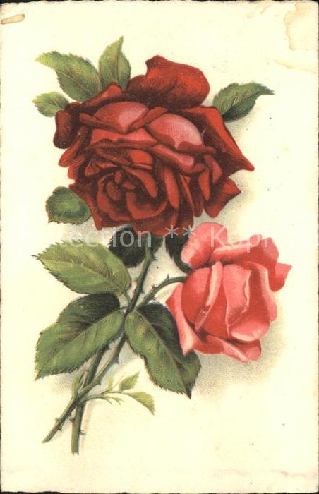 Rosen Litho
