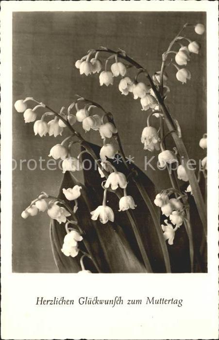 Muttertag Maiglöckchen Foto-Amag-Nr. 70282
