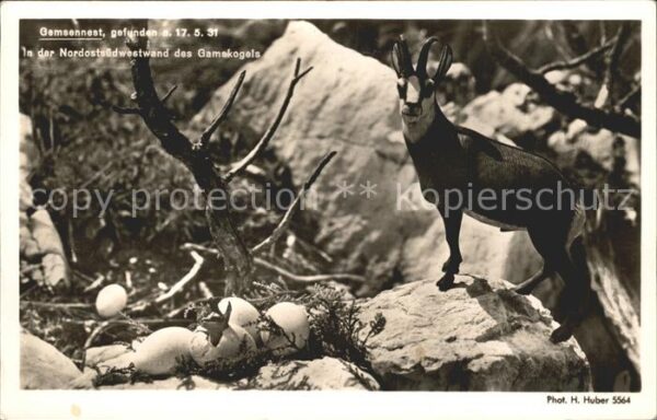 Foto Huber H. Nr. 5564 Gemse Gemsennest Gamskogel