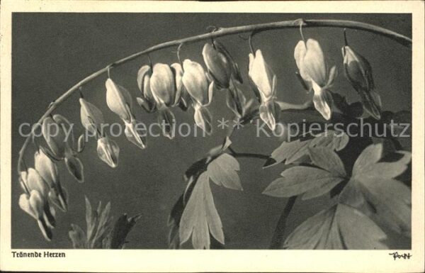 Blumen Tränende Herzen