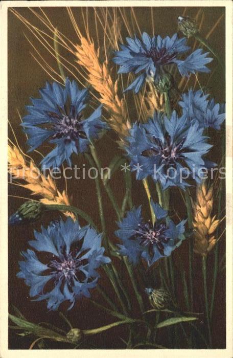 Blumen Kornblumen