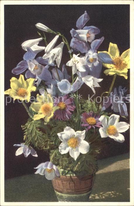 Blumen Alpen-Aster Alpen-Akelei Weiße Trichter