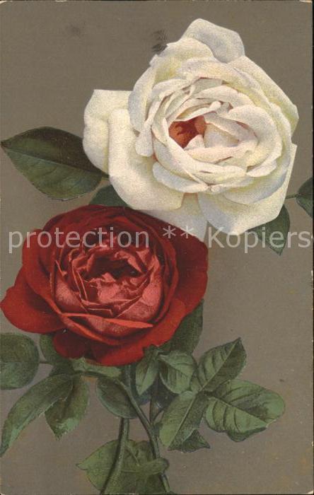 Rosen