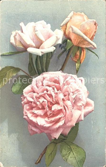 Rosen