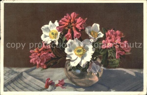 Blumen Rostblättrige Alpenrose Weisse Alpenane