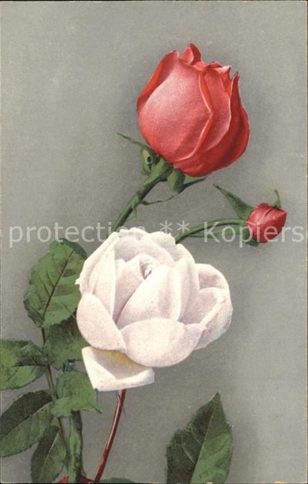 Rosen