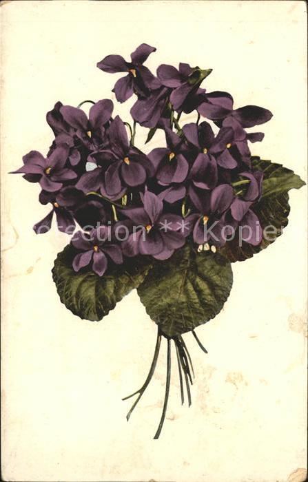Blumen Veilchen