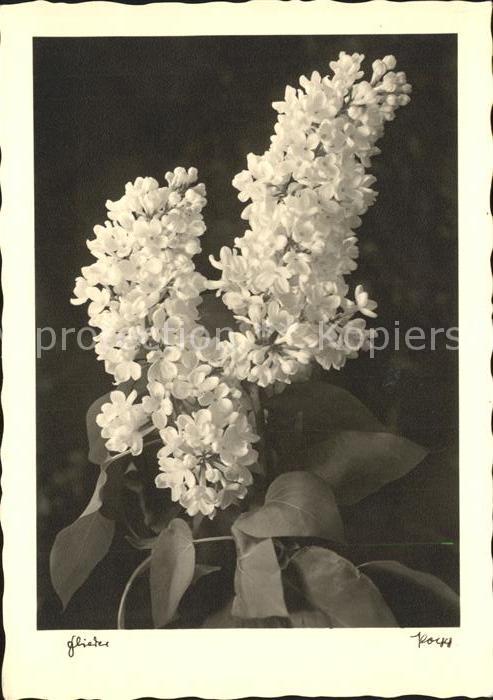 Blumen Flieder Foto-Popp