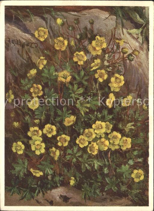 Blumen Rosaceae Fingerkraut