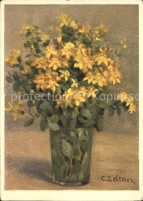 Zeltner C. Hypericaceae Nr. 24 Durchlöchertes Joha