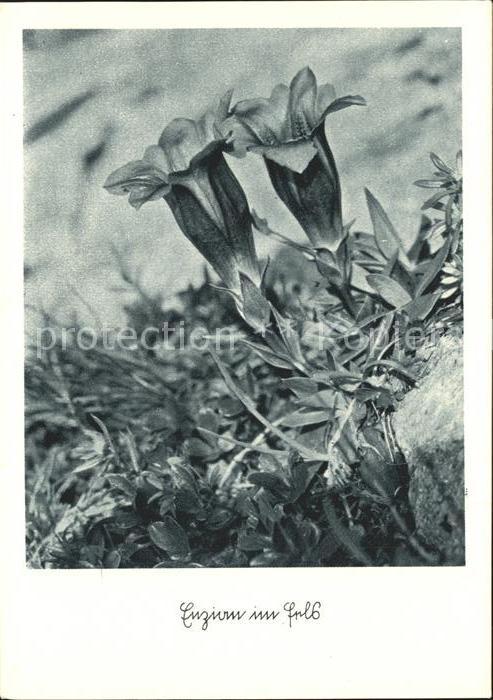 Blumen Enzian