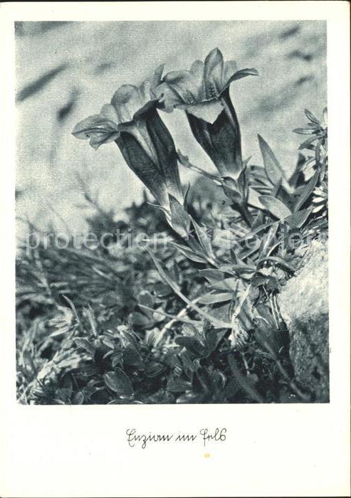 Blumen Enzian