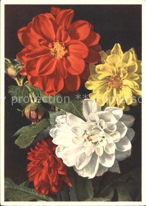Blumen Dahlie Dahlia variabilis