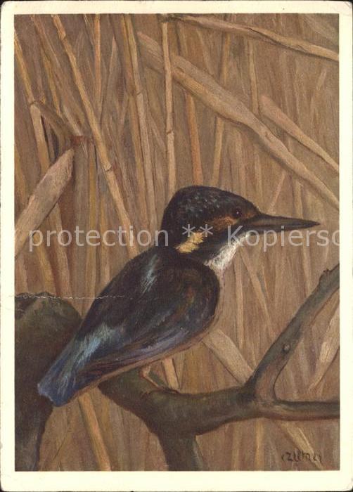 Voegel Eisvogel C. Zeltner Nr. 412