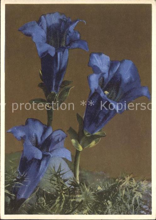 Blumen Enzian Gentiana acaulis
