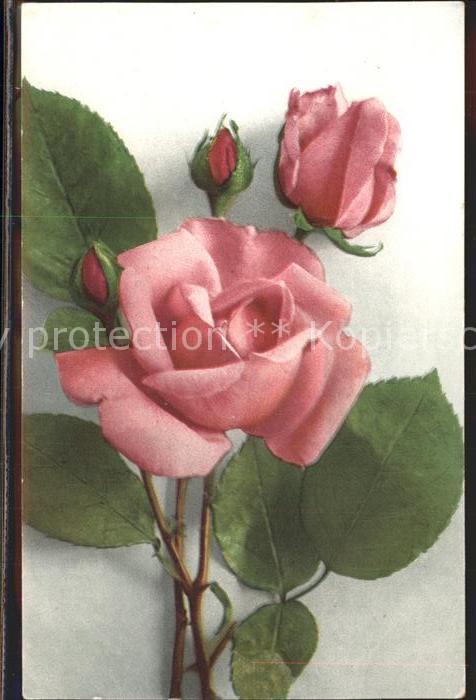 Rosen