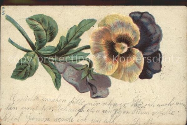 Blumen Stiefmütterchen Litho