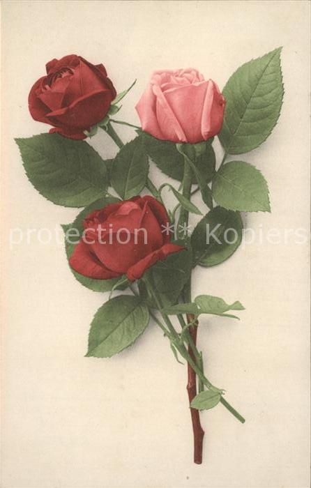 Rosen