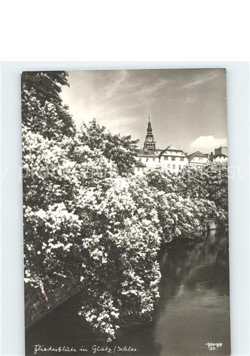 Glatz Niederschlesien Fliederblüte