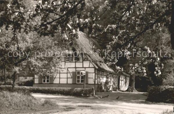 Cismar Apotheke Baumblüte