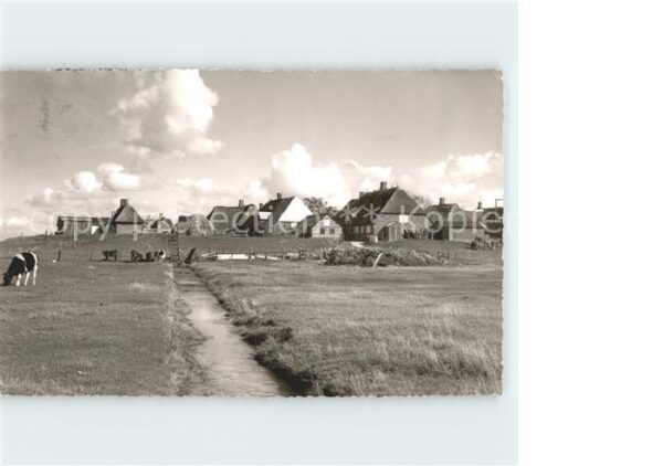 Hallig Hooge Teilansicht Viehweide