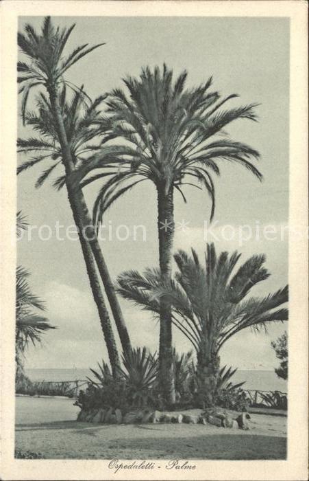 Ospedaletti Palme