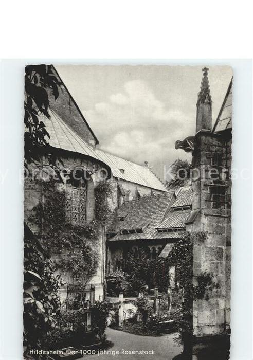 Hildesheim 1000jähriger Rosenstock