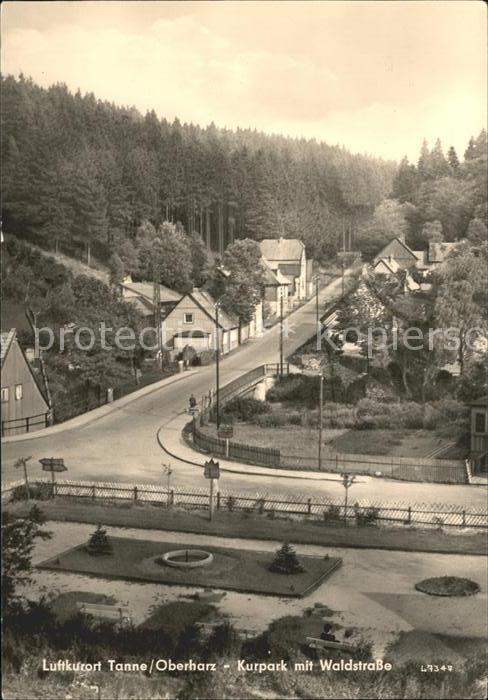 Tanne Harz Kurpark mit Waldstrasse